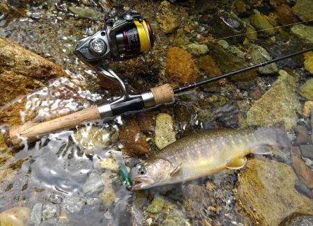 九頭竜川水系でイワナ釣り